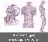 Anatomie.jpg