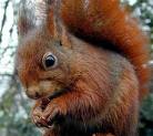 eichhörnchen2.jpg
