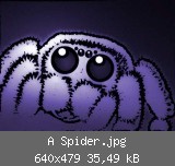 A Spider.jpg