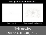 Spinne.jpg